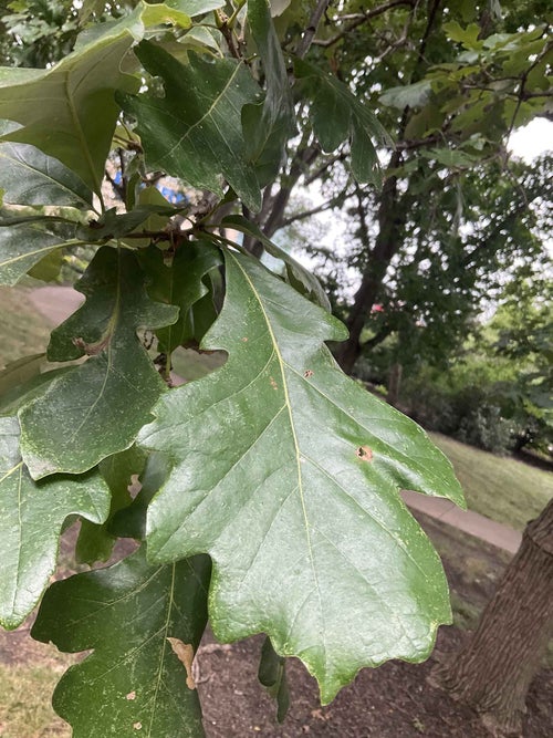 Schuetty Oak leaf