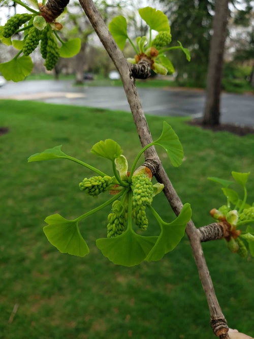 Ginkgo male flowers