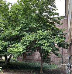 Butterflies Magnolia summer