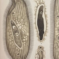 Parasitic infusoia Littorina, painting by Manuel de Castro Silva, detail of plate, Memorias do Instituto Oswaldo Cruz, vol. 3, plate 9, 1911 (Linda Hall Library)