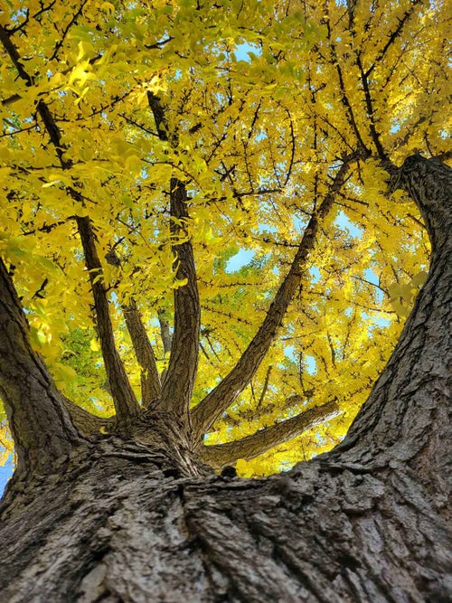 Ginkgo fall