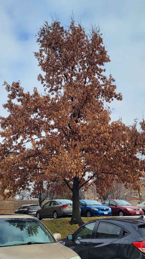 Scarlet Oak winter