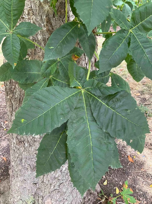 Red Horsechestnut leaf