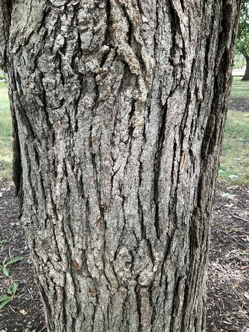 Hybrid Oak bark