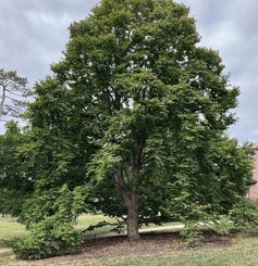 Turkish Filbert summer