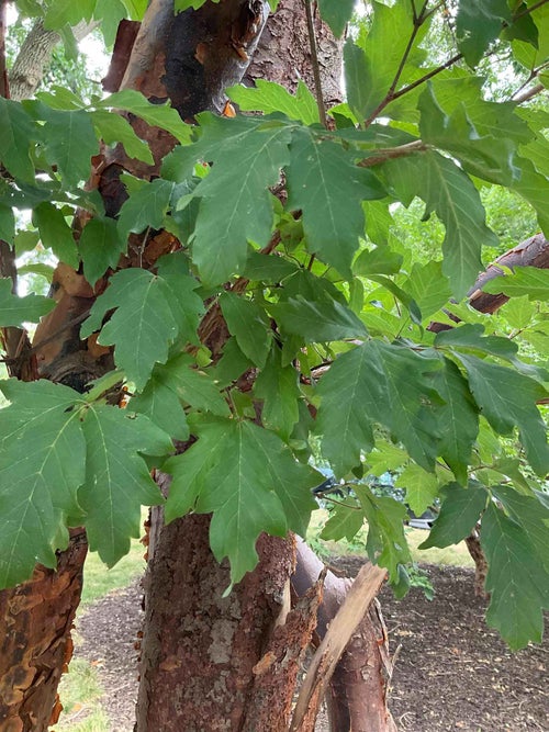 Paperbark Maple leaf