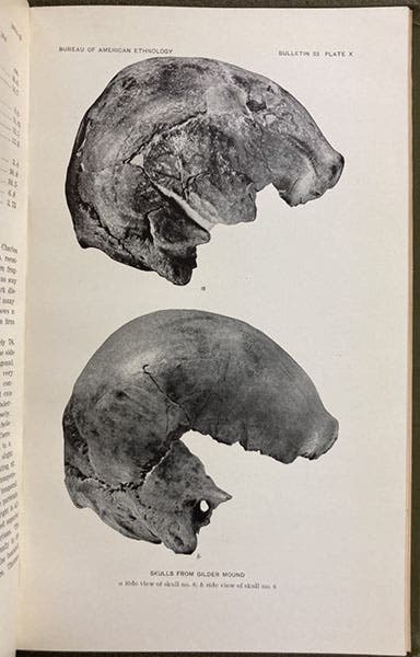 Skulls from Gilder Mound (“Loess Man,” “Nebraska Man”), photograph in Skeletal Remains Suggesting or Attributed to Early Man in North America, by Aleš Hrdlickǎ, 1907 (Linda Hall Library)