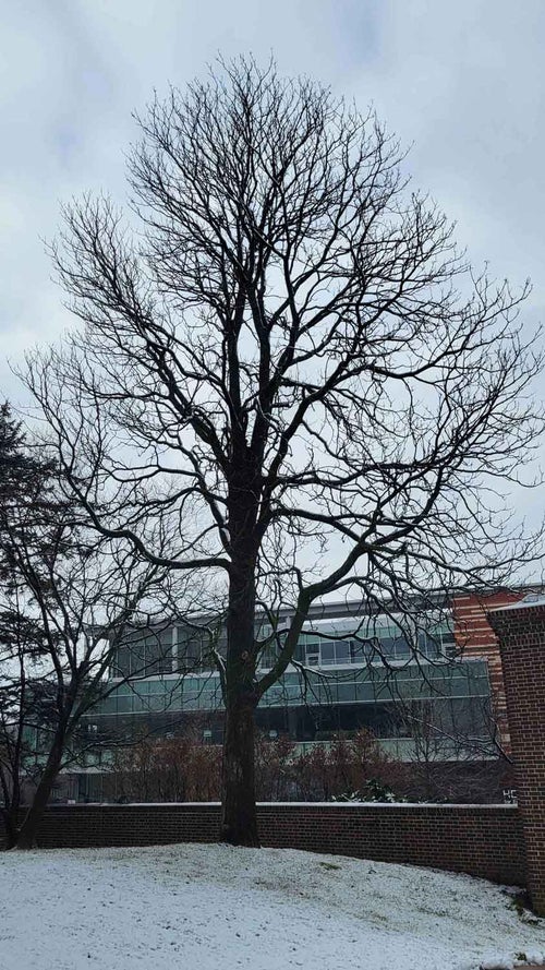 Ohio Buckeye winter