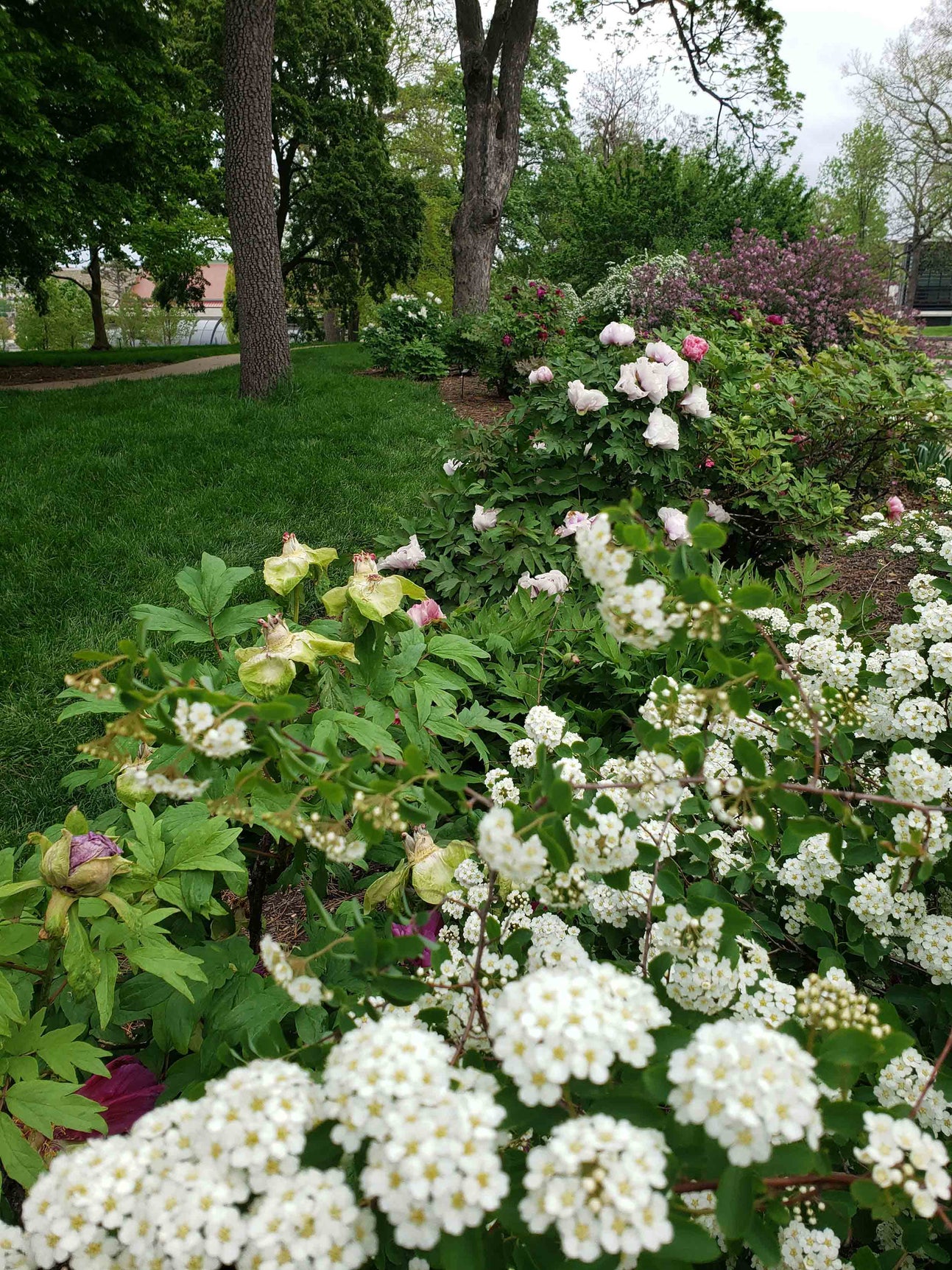 Linda Hall Library arboretum peony gardens 