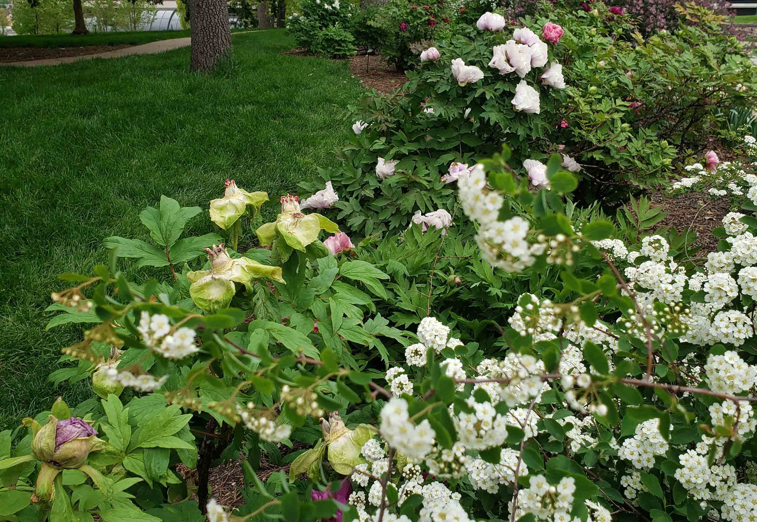 Linda Hall Library arboretum peony gardens