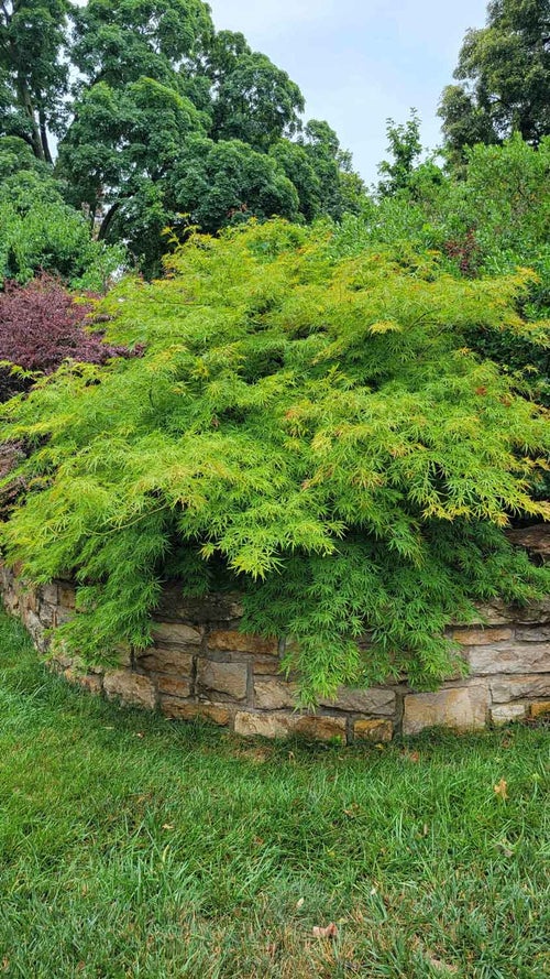 Japanese Maple summer