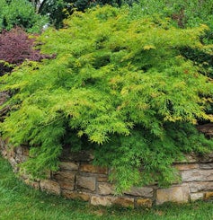 Japanese Maple summer