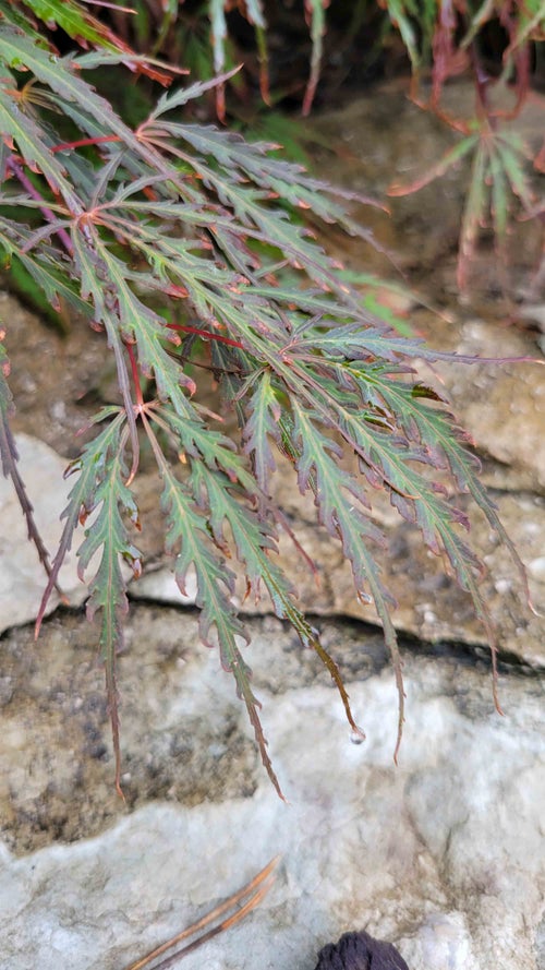 Japanese Maple leaf