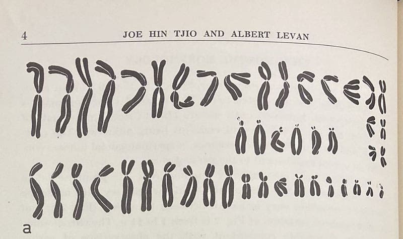 The 46 chromosomes of cell “a”, photographed and then rearranged, detail of plate in “The chromosome number of man,” by J.H. Tjio and A. Levan, Hereditas, vol, 42, p. 4, 1956 (The Linda Hall)
