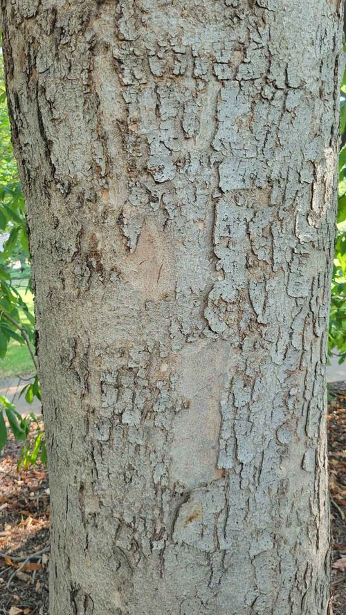 Yellow Buckeye bark