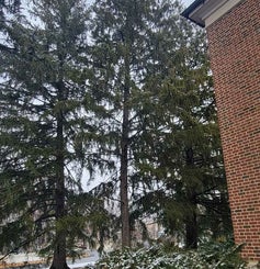 Norway Spruce winter