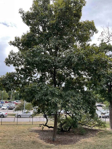 Shagbark Hickory summer