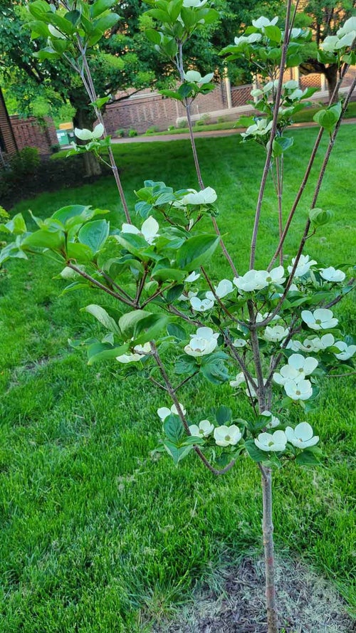 Venus Dogwood spring