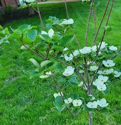 Venus Dogwood spring