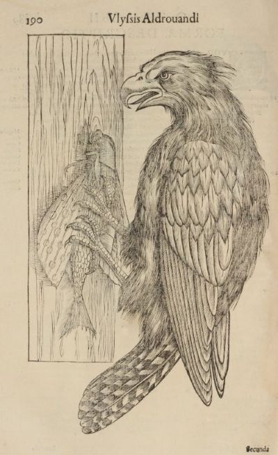 Although the illustrator of this eagle is unnamed, Ulisse Aldrovandi used many of the most important artists of his time to illustrate his seminal works on natural history. Ulisse Aldrovandi, Ornithologae: hoc est de avibus historae libri XII, vol 1. Bologna, 1599.