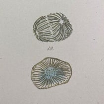 Chromatin at various stages of mitosis, detail of plate 18, “Beiträge zur Kentness der Zelle und ihrer Lebenserscheinungen,” by Walther Flemming, Archiv für Mikroskopische Anatomie, vol 16, 1879 (The Linda Hall)
