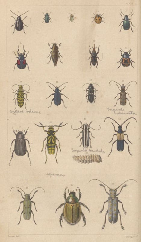 Beetles, hand-colored engraving in A Treatise on Some of the Insects Injurious to Vegetation, by Thaddeus William Harris, plate 2, 1862 (Linda Hall Library)