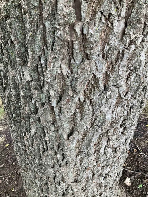 Black Walnut bark