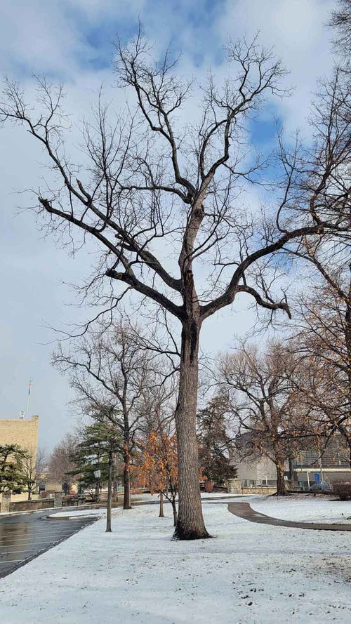 Black Walnut winter