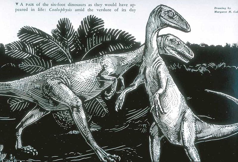 Pair of Coelophysis as they might have appeared in life, woodcut after drawing by Margaret Colbert, "Little Dinosaurs of Ghost Ranch," by Edwin H. Colbert, Natural History, vol. 56, p. 392, 1947 (Linda Hall Library)
