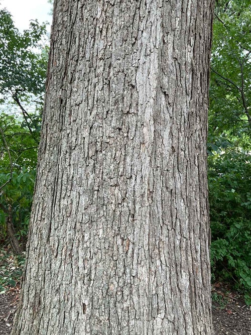 Overcup Oak bark