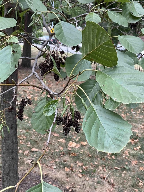 Common Alder, Black or European Alder leaf