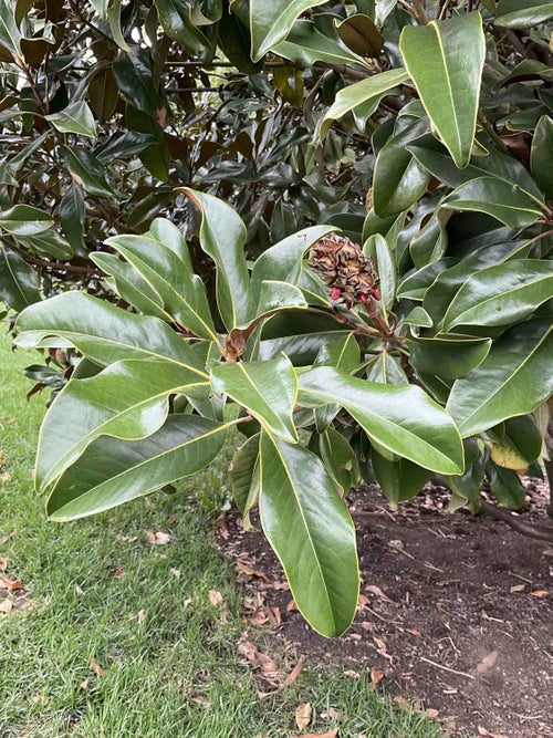 Southern Magnolia leaf