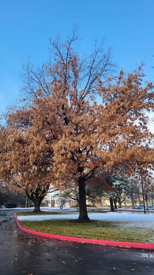 Scarlet Oak winter