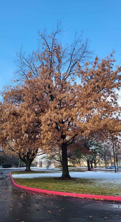 Scarlet Oak winter