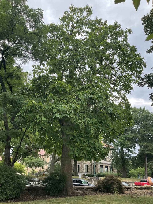 Common Catalpa summer