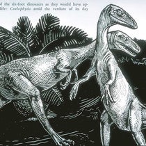 Pair of Coelophysis as they might have appeared in life, woodcut after drawing by Margaret Colbert, "Little Dinosaurs of Ghost Ranch," by Edwin H. Colbert, Natural History, vol. 56, p. 392, 1947 (Linda Hall Library)