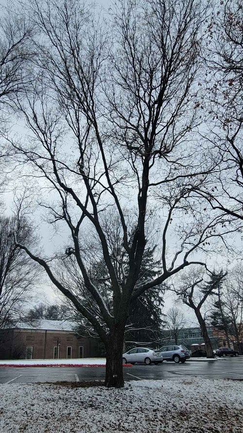 Japanese Scholar Tree winter