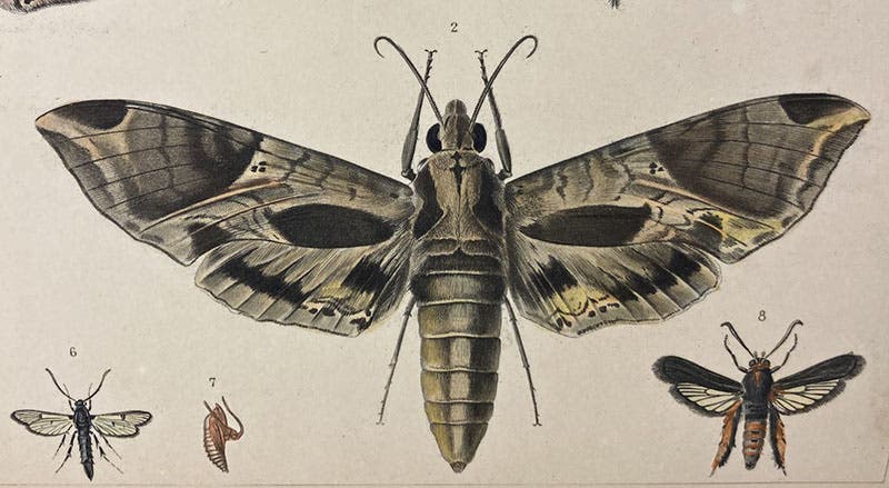 Hawk-moth, detail of hand-colored engraving in A Treatise on Some of the Insects Injurious to Vegetation, by Thaddeus William Harris, plate 5, 1862 (Linda Hall Library)