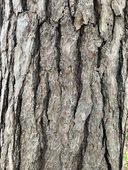 Austrian Pine bark