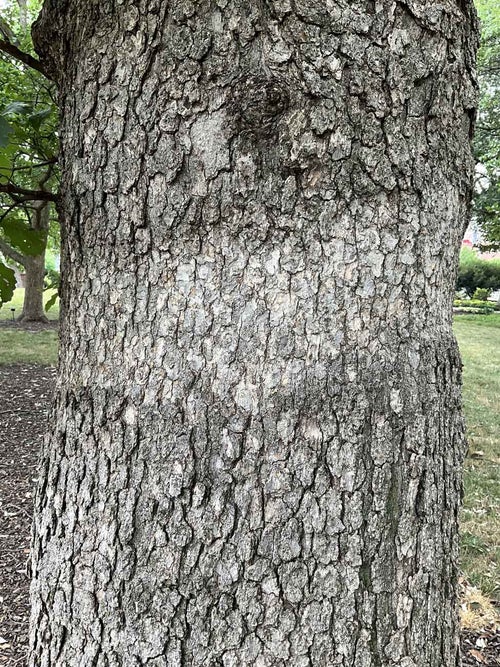 Chinkapin Oak bark