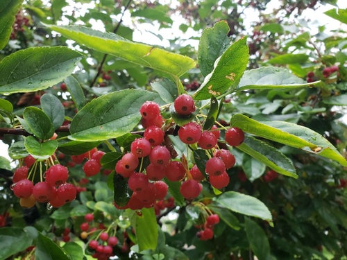 Sargent Crab fruit