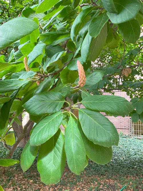 Butterflies Magnolia fruit