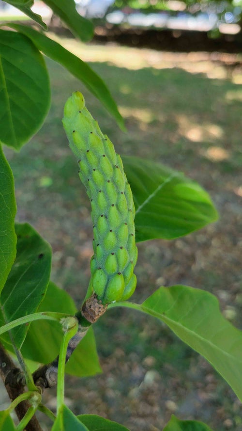 Butterflies Magnolia fruit