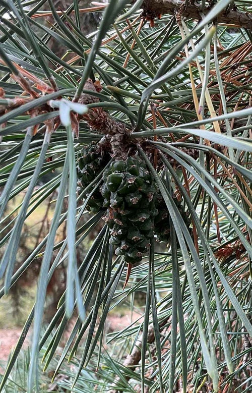 Arts Blue Scotch Pine seed