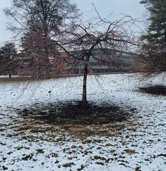 Flowering Crab winter