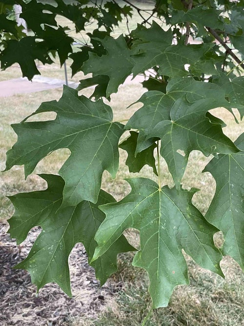 Sugar Maple leaf