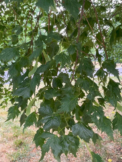 Cutleaf Linden leaf