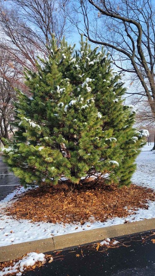 Swiss Stone Pine winter