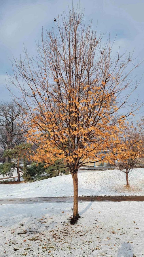 Sugar Maple winter