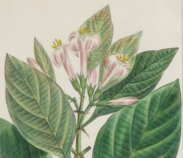 Flowers of Georgia Bark, Pinckneya pubens, detail of hand-colored engraving by P.-J. Redouté, The North American Sylva: or, A Description of the Forest Trees of the United States, Canada, and Nova Scotia, by François-André Michaux, vol. 1, plate 49, 1865 (The Linda Hall)